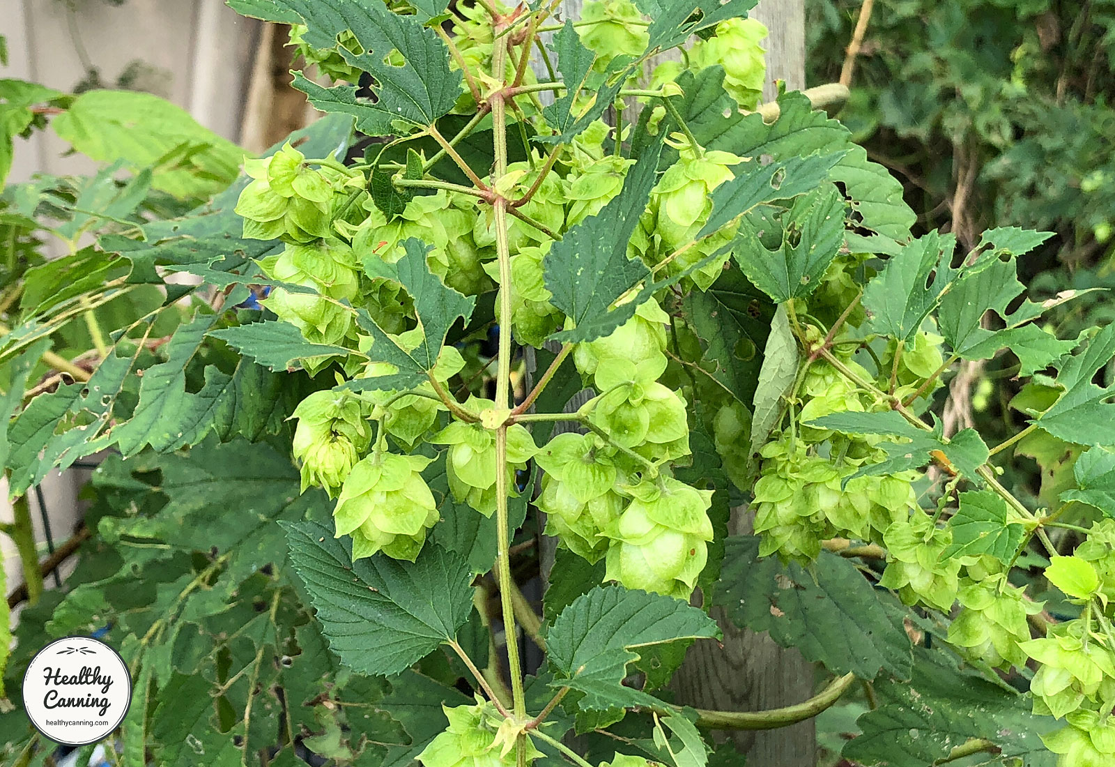Hop cones ripening on a bine